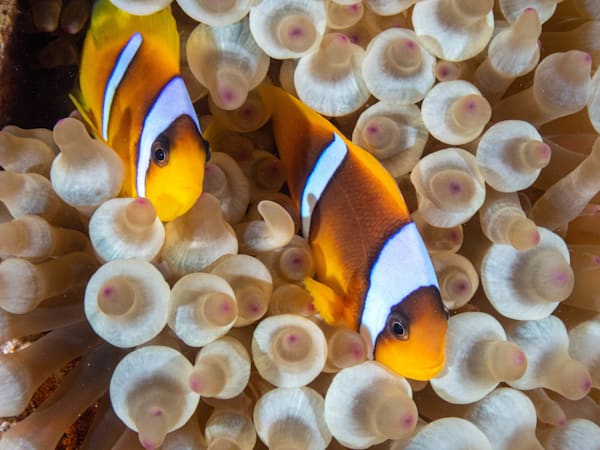 Clownfish pair in anemone