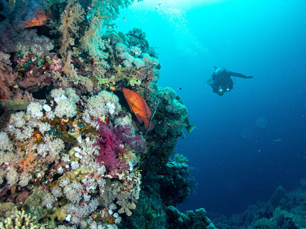 Diver on coral reef