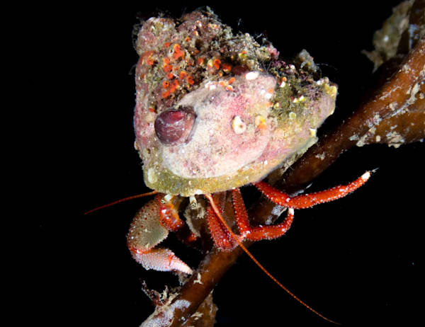 Hermit crab macro, Monterey