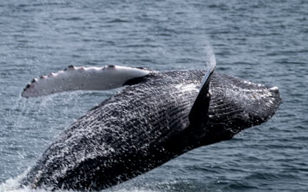 Humpback whale breaching